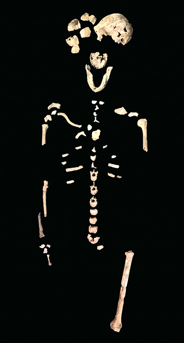Homo naledi skeleton