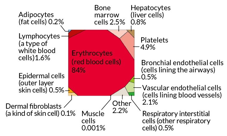 human cells by percent