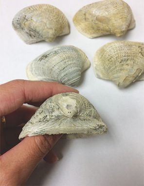 020417_ts_dino_shells.jpg