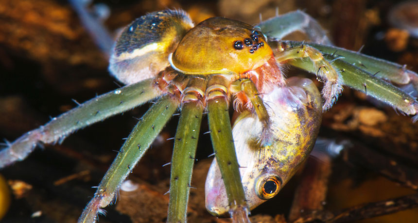 Spiders Weird Meals Show How Topsy Turvy Amazon Food Webs Can Be Science News For Students