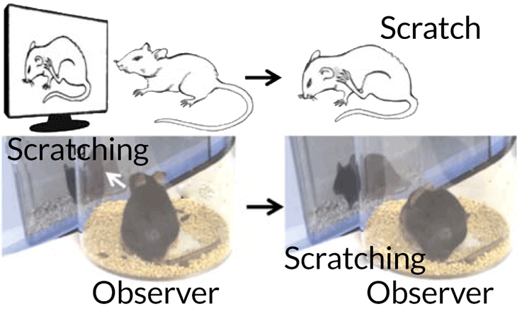 030917_SM_mouse-scratching_inline.png