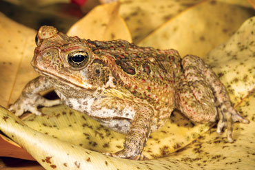 060618_lr_quoll_toad_inline_370.jpg