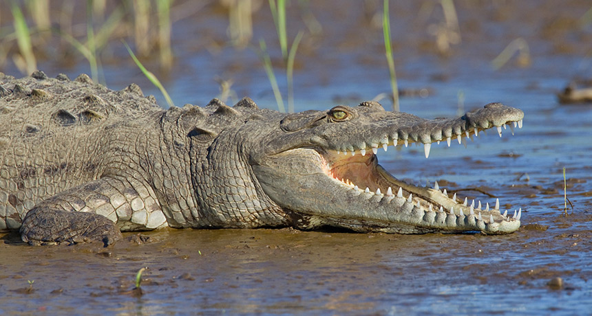 crocs animal