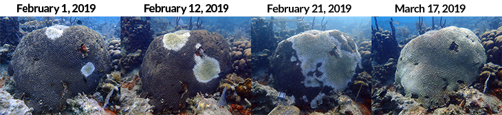 062819_CM_coral-disease_inline_1.png