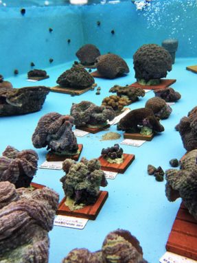 062819_CM_coral-disease_inline_3.jpg