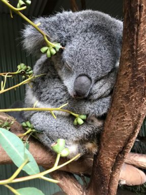 062918_TS_koala-genome_inline_370.jpg