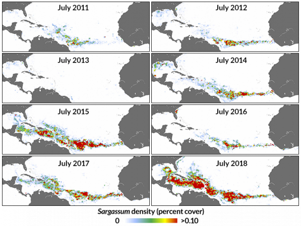 070319_CG_sargassum_inline_730.png