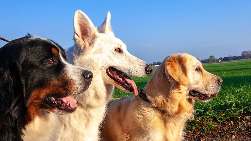 Breeding has given different dogs distinct brain shapes | Science News for  Students