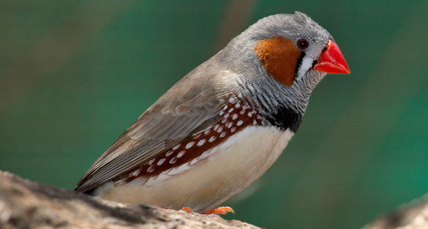 Zebra Finches Can Drink Water From Their Own Fat Science News For Students,Morgan Horse Black