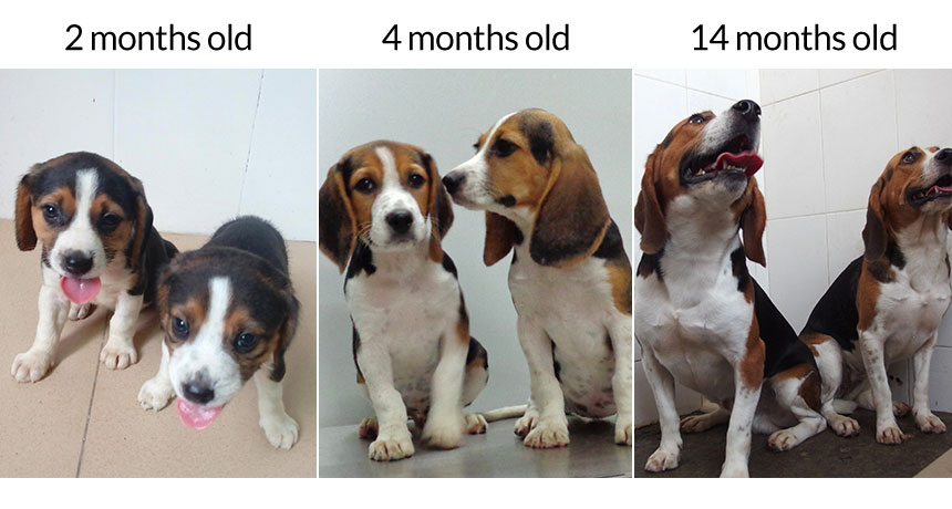 beagle test