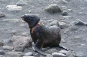 Plastic debris gave this northern fur seal a serious neck wound on Bogoslof Island off the coast of Alaska. Credit: Michael Williams, MMPA Permit #782-1708