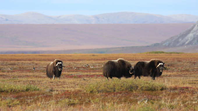 Alaska musk oxen