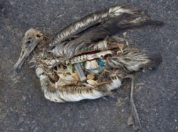 On Midway Atoll in the Northwestern Hawaiian Islands, dead albatross chicks are often found with stomachs full of plastic junk. Credit: Chris Jordan