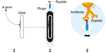 1350-00318_LH_chem_nobel_inline3_730.gif