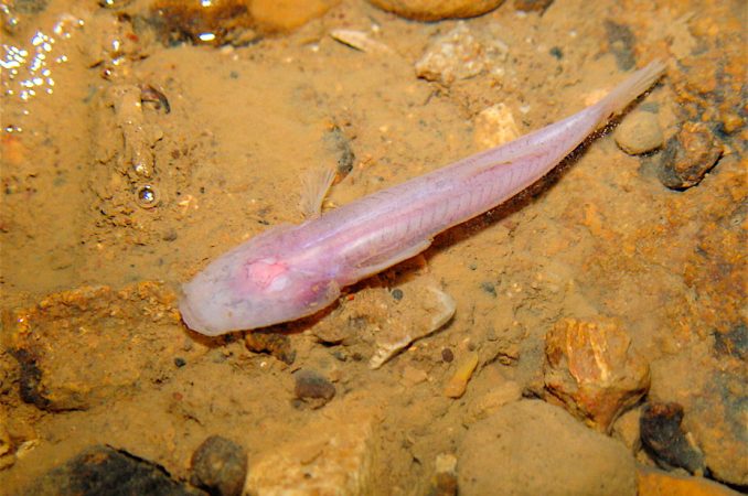 This southern cavefish is blind and, new research suggests, partially deaf. But don’t feel sorry for the little fish; it may just be adapting to a dark and noisy habitat. Credit: Matthew Niemiller
