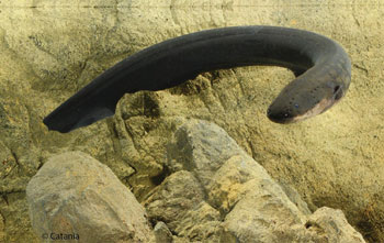 electric eel