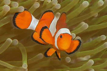 clownfish