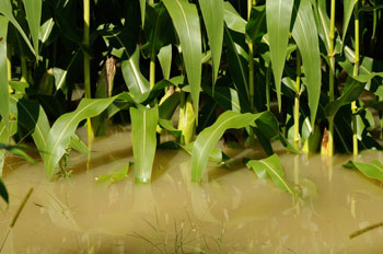 drowned corn