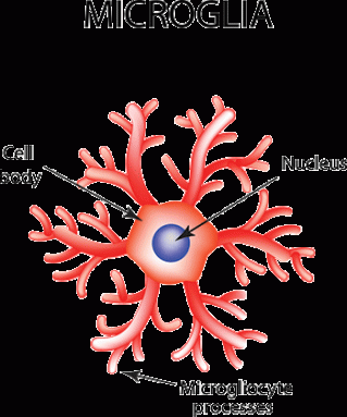 350-inline-1-microglia-iStock-683557250.gif