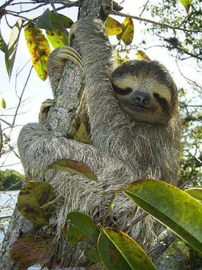 two-toed sloth