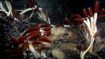 Tube worms