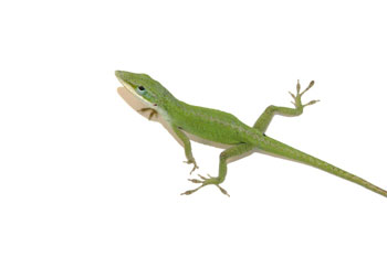 anole