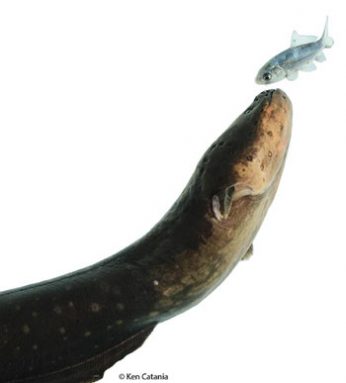 eel fish