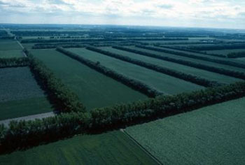 farming fields
