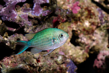 green chromis