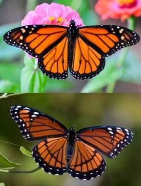 butterfly mimics