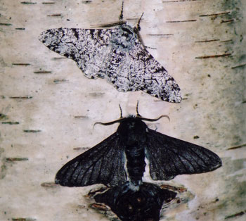 peppered moths