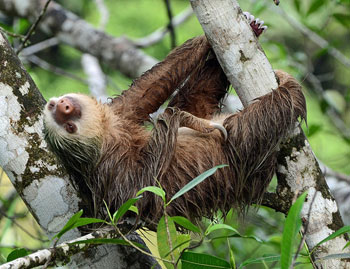 tree sloth