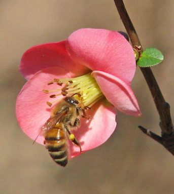 bee in flower