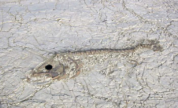 fish skeleton