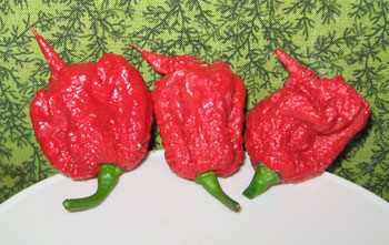 carolina reaper