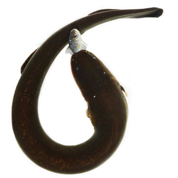 eel prey