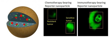 350-inline-4-nanomedicine.png