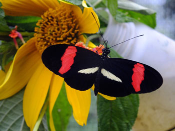 banded butterfly