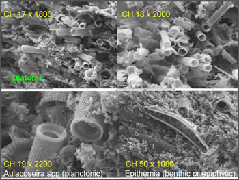 diatoms