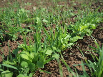 field cover