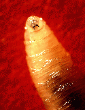 350-inline-Screwworm_larva.gif