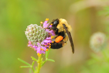 350-inline1-USFWS-bumblebee.jpg
