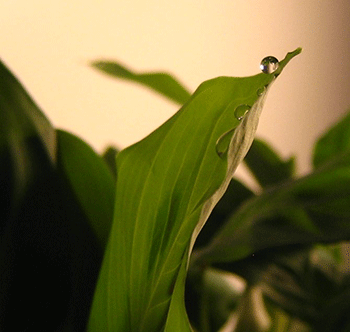 350-leaf-tip-Guttation_088_cropped.gif