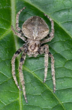 350_Araneus_ventricosus.png