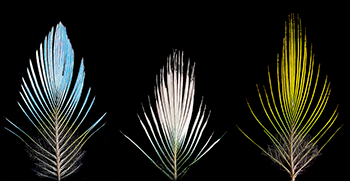 350_Barrera_Feathers.png