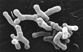 350_Bifidobacterium_longum.png