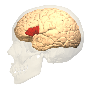 350_Broca's_area_-_lateral_view.png