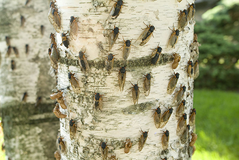 350_Cicada_2007_brood.png