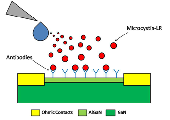 350_Inline2_algae_biosensor.png