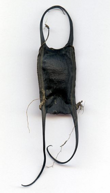 350_Little_Skate_eggcase.png